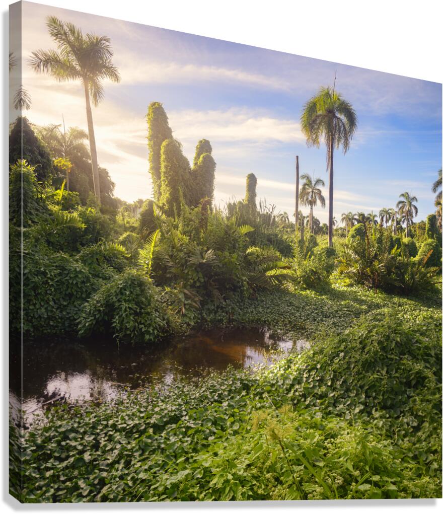 Jungle Garden Dominican Canvas Print