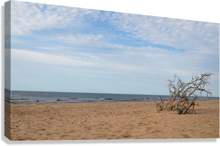 Greenwich Driftwood art 2 Canvas Print