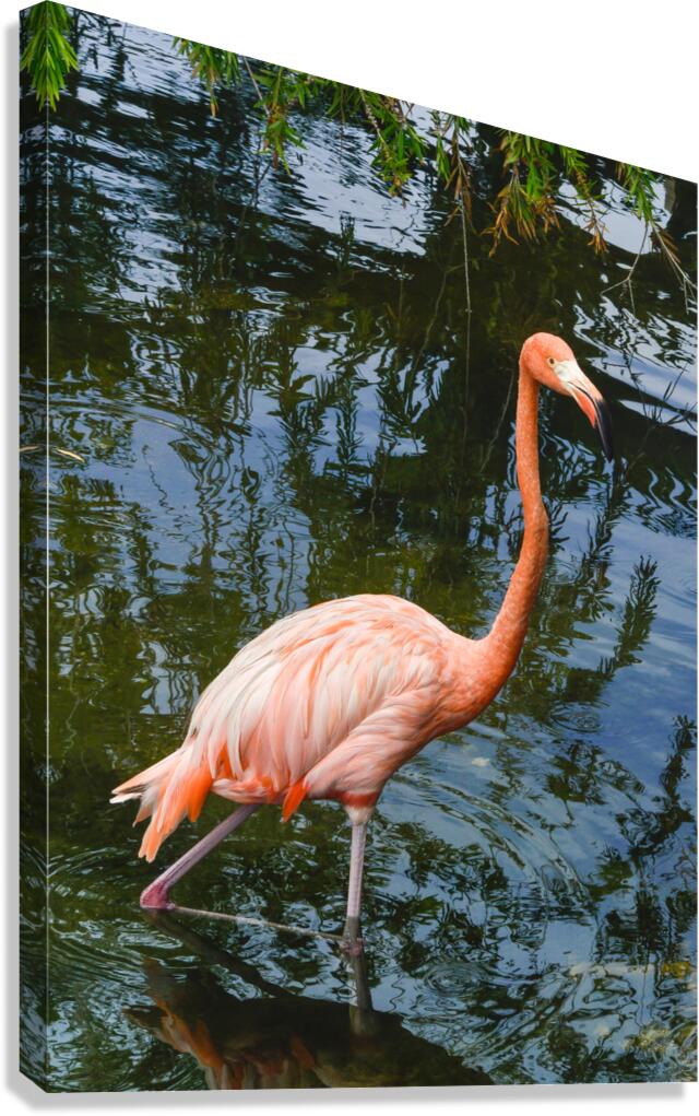 Pink flamingo in pond Canvas Print