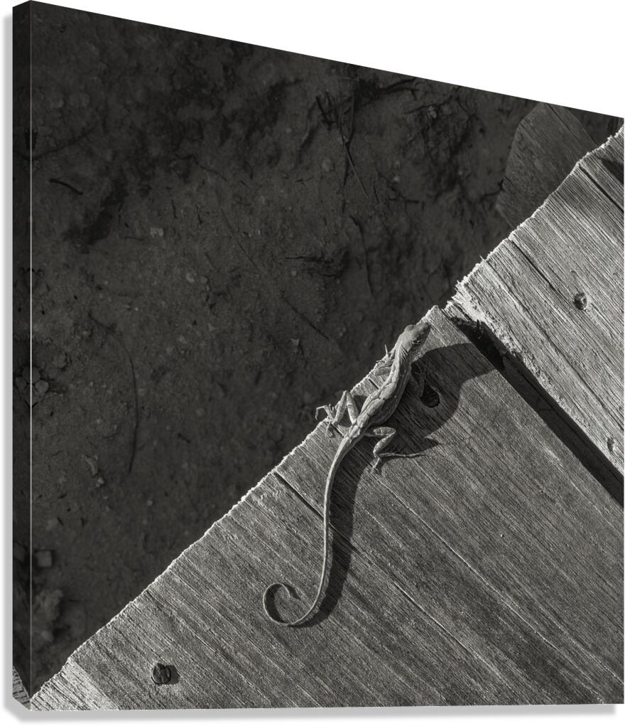 Gecko Anole on boardwalk in BW Canvas Print