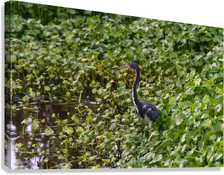 dominican black & white herring 2 Canvas Print
