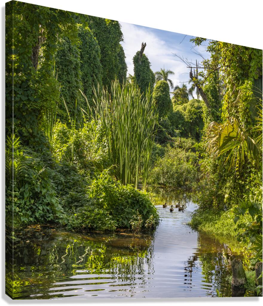 Ducks in a jungle pond Canvas Print