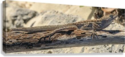 Cuban brown anole on branch Canvas Print