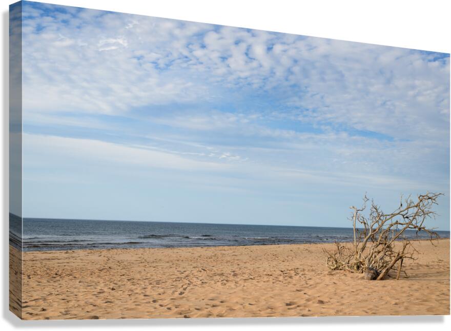 Greenwich driftwood art 3 Canvas Print