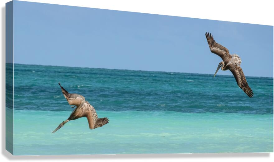 Pelican Cuban 4 Cuba Canvas Print