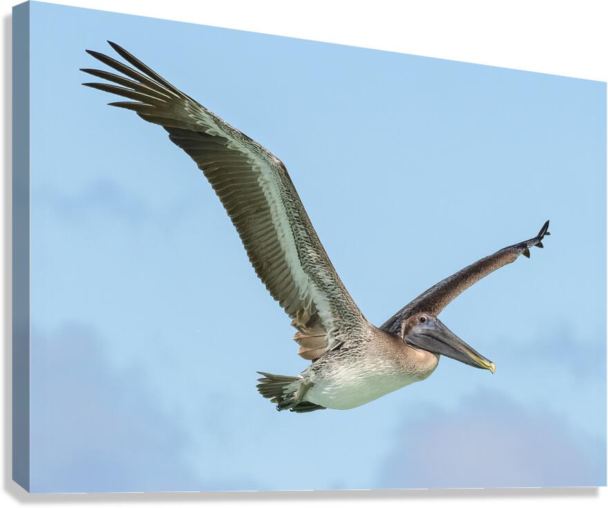 Pelican Cuban - 9 Canvas Print