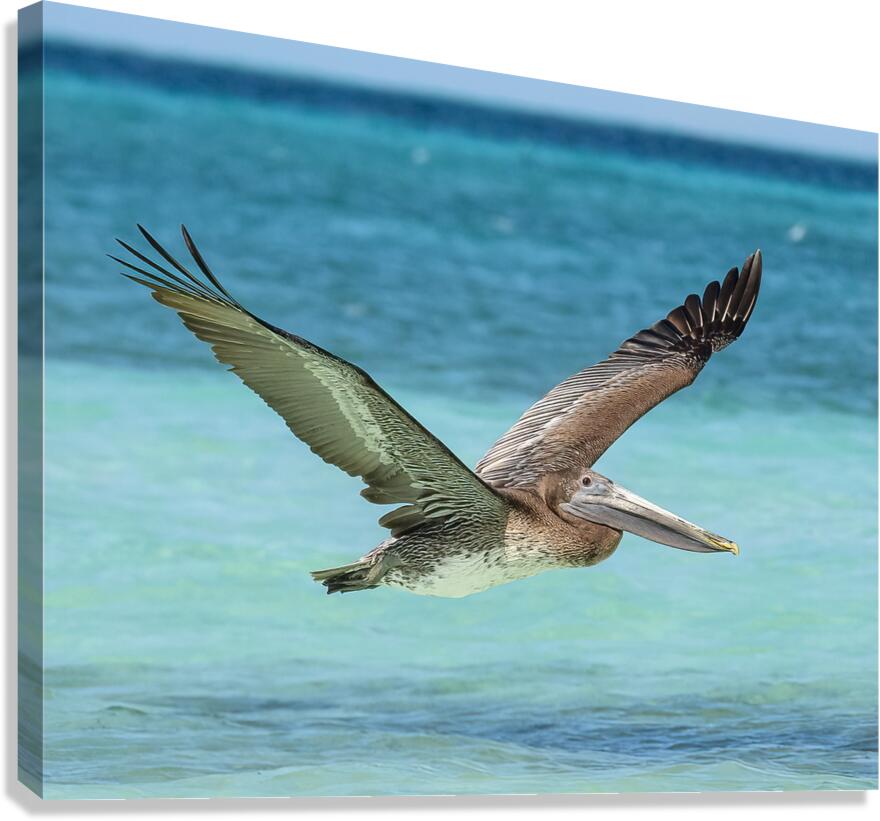 Pelican Cuban - 10 Canvas Print