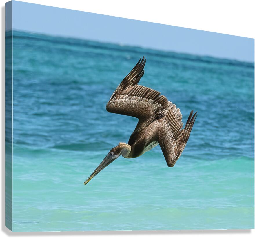 Pelican Cuban 14 Canvas Print