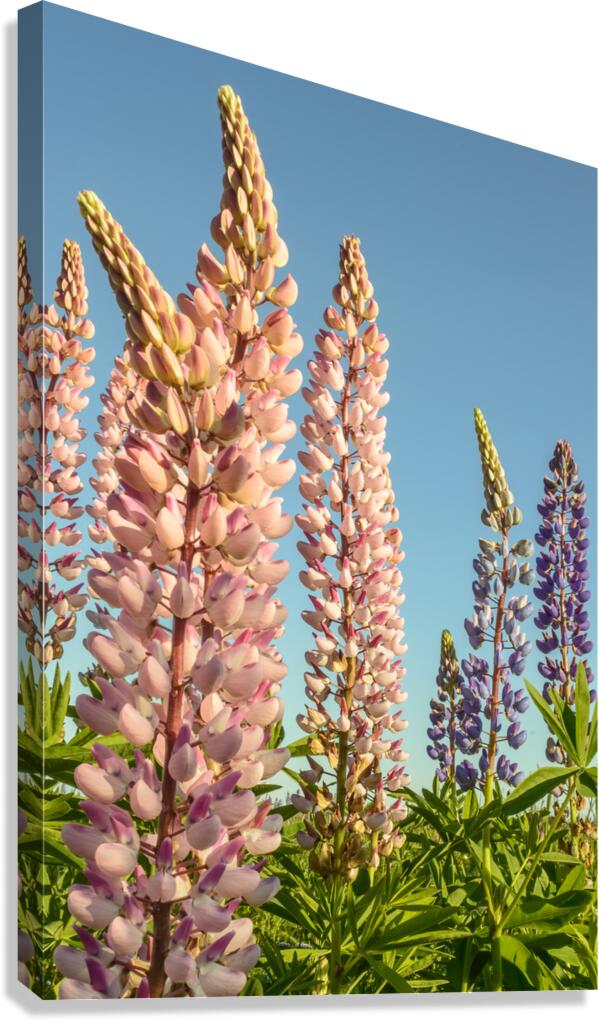 Colourful Lupins in bloom Canvas Print