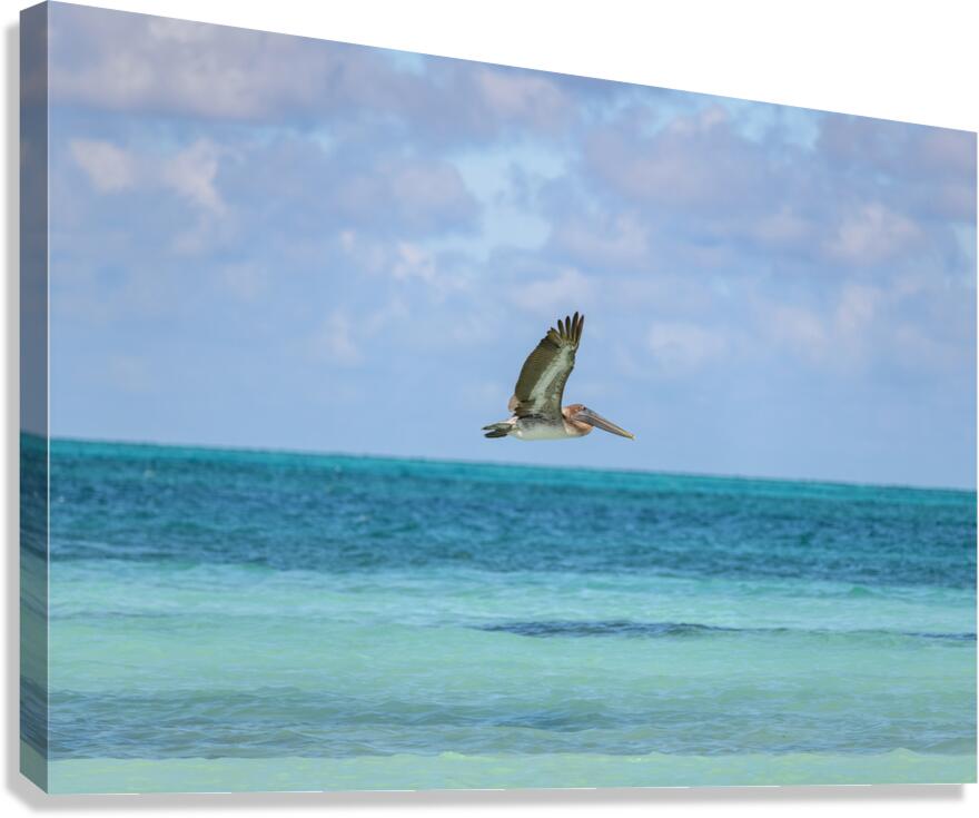 Pelican Cuban 12 Cuba Canvas Print