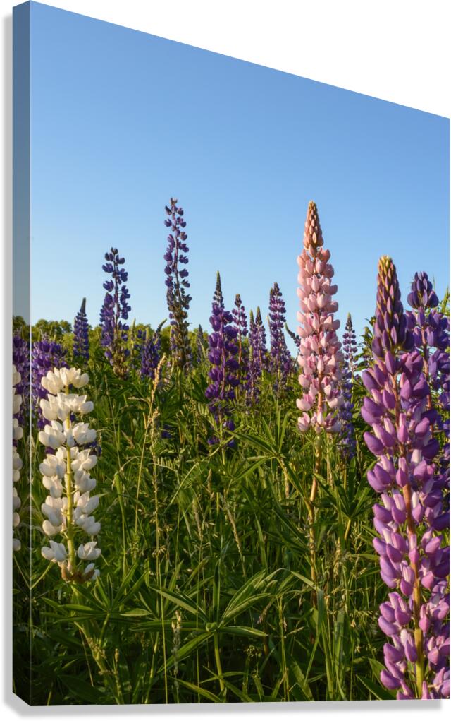 Colourful Lupins in Bloom 4 Canvas Print