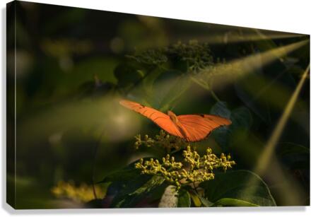 orange butterfly sunrays Canvas Print