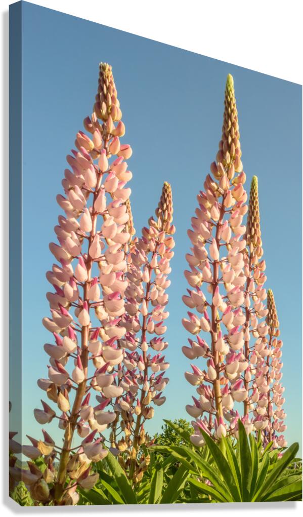 Colourful Lupins in Bloom 2 Canvas Print