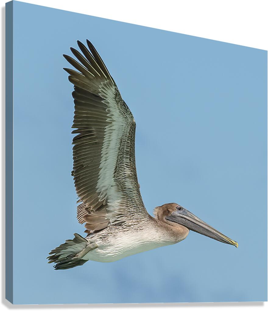 Pelican Cuban 15 Canvas Print