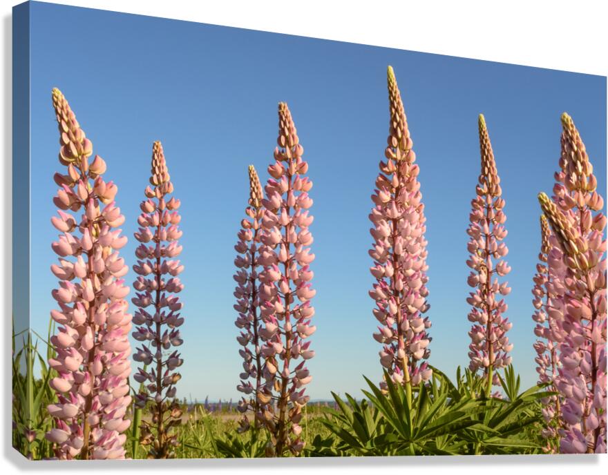 Colourful Lupins in Bloom 5 Canvas Print