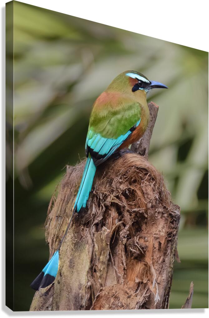 Mot Mot  Clock bird Canvas Print