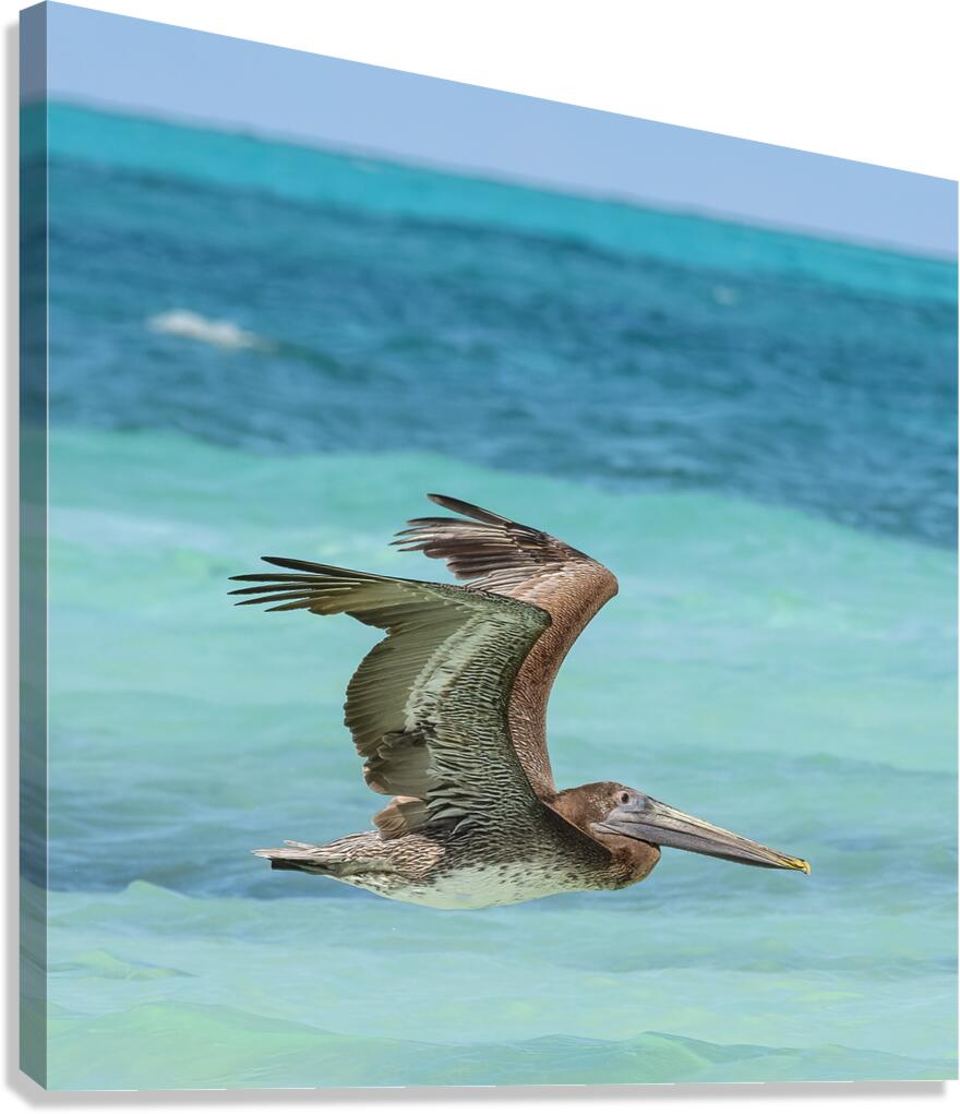 Pelican Cuban 7 Canvas Print