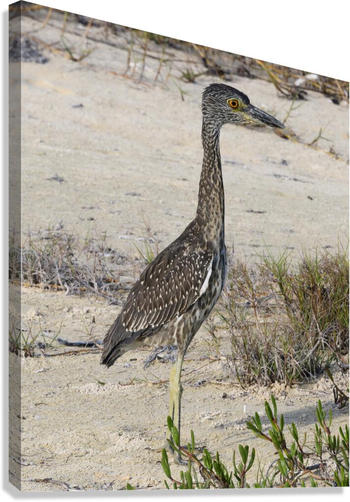 Small long leg cuban bird Canvas Print