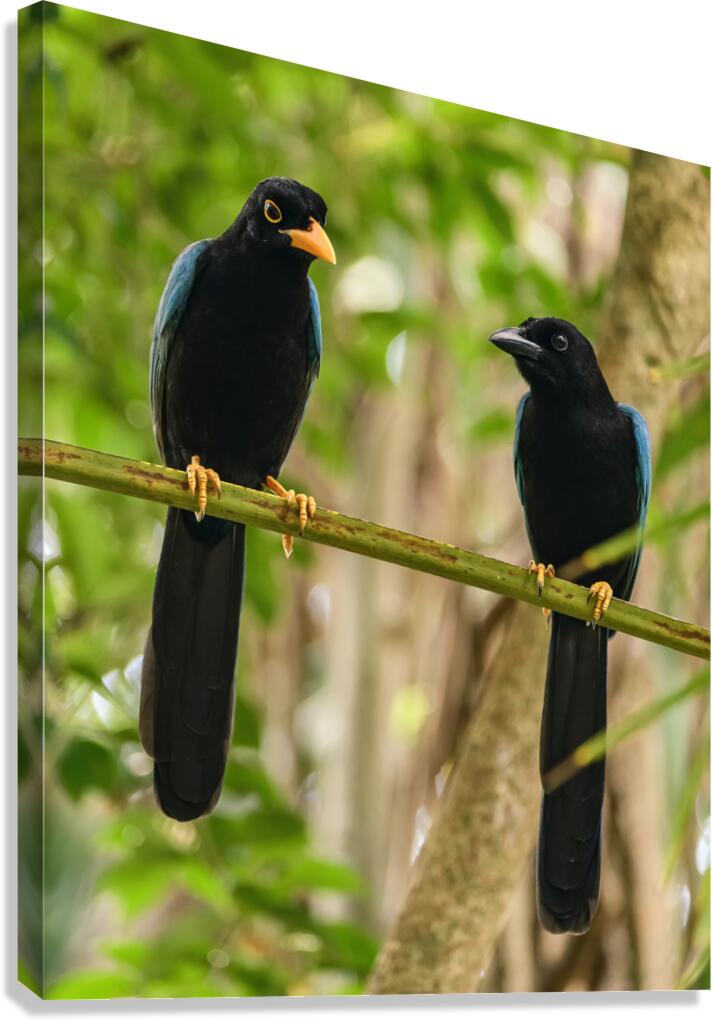 Two Yucatan Blue Jays Canvas Print