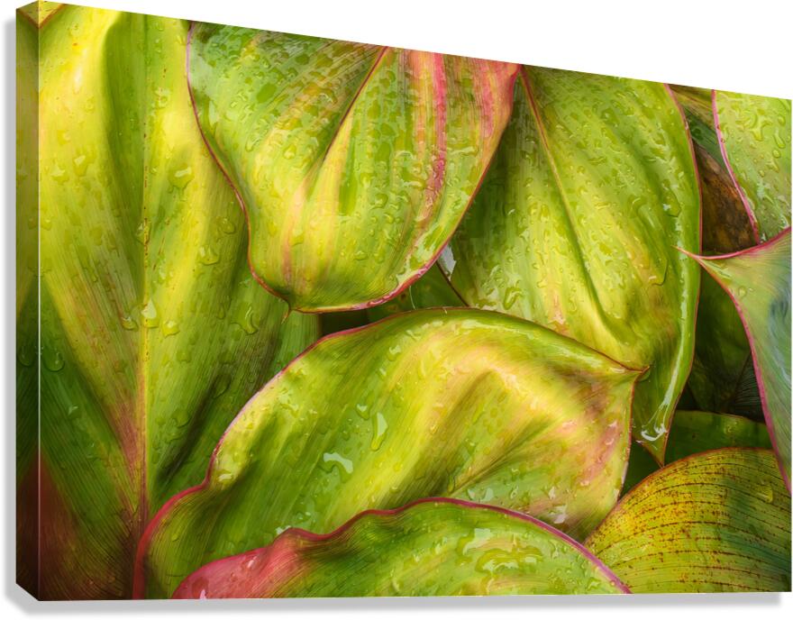 Wet Jungle Leaves closeup Canvas Print