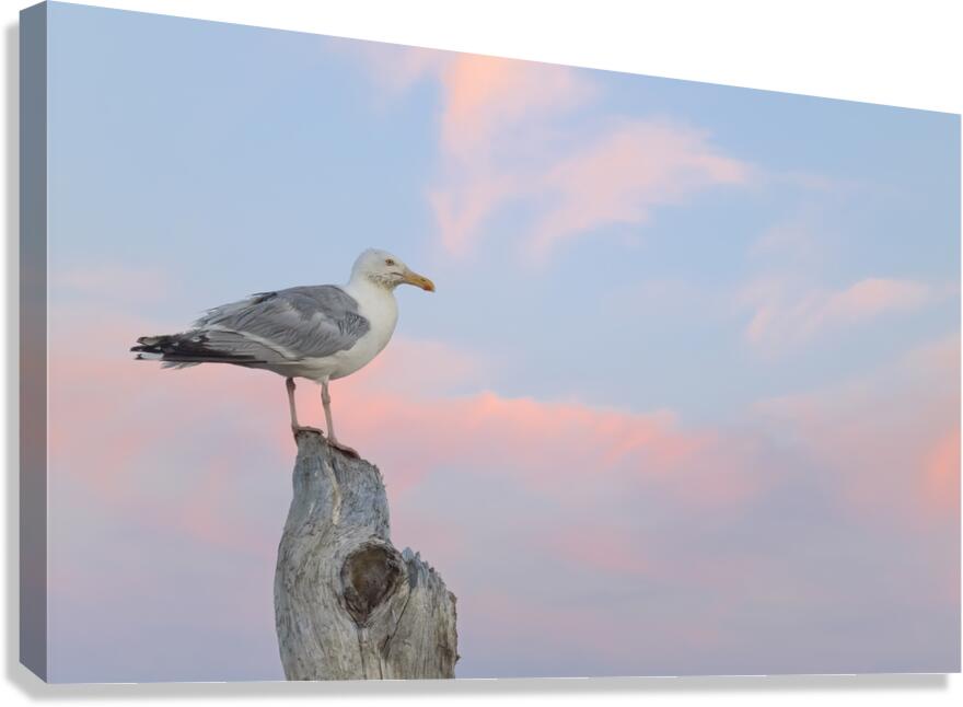Seagull beautiful sky Canvas Print