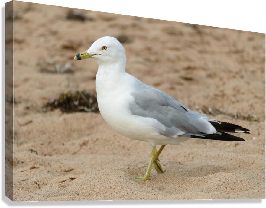Seagull walking on beach sand Canvas Print