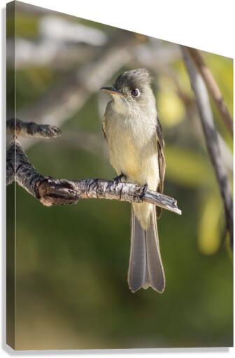 Small cuban bird branch 2 Canvas Print