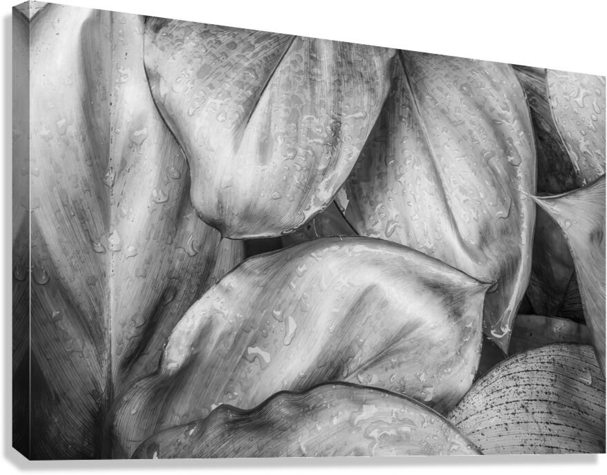 Wet Jungle Leaves closeup BW Canvas Print