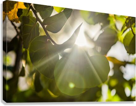 sun rays through leaves Canvas Print