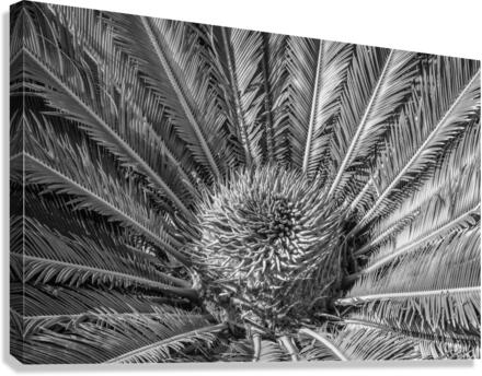 tropical plant centre-bw Canvas Print