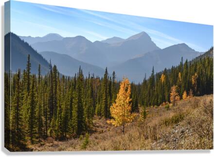 Bluerock Wildland golden tree Canvas Print