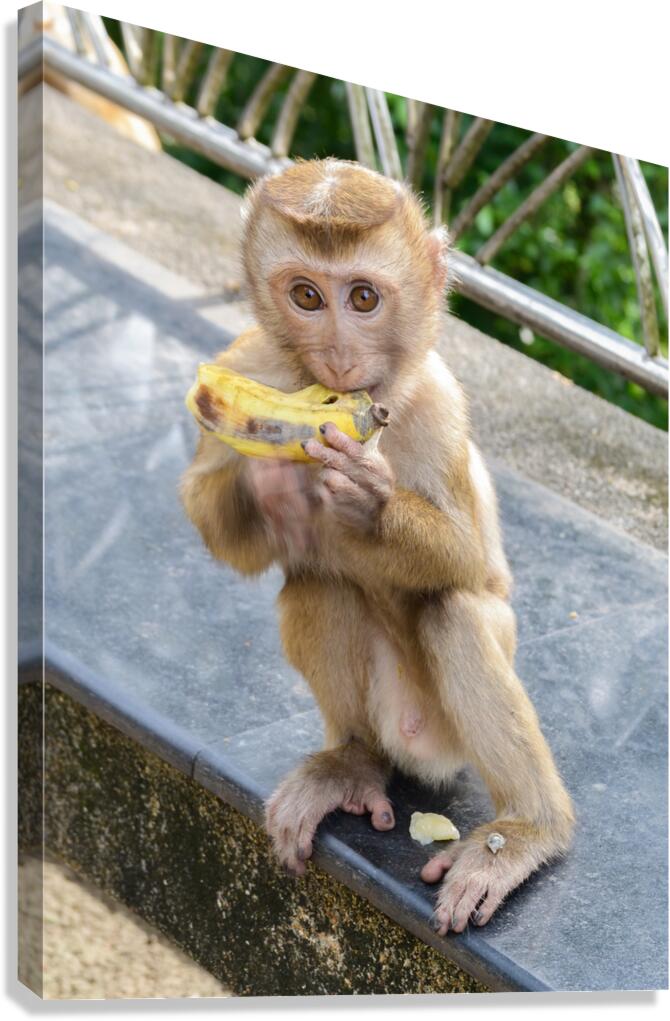 Baby Thai monkey banana Canvas Print