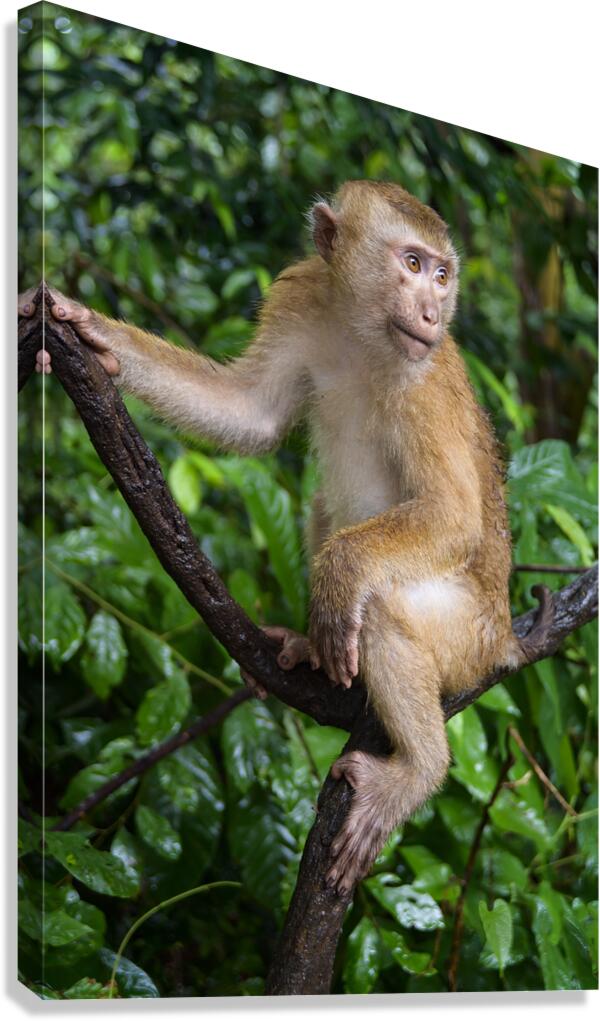 thai monkey 4 Canvas Print