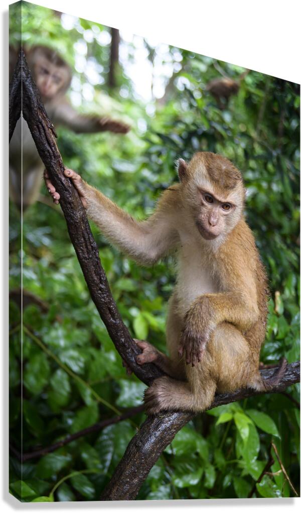 thai monkey 2 Canvas Print