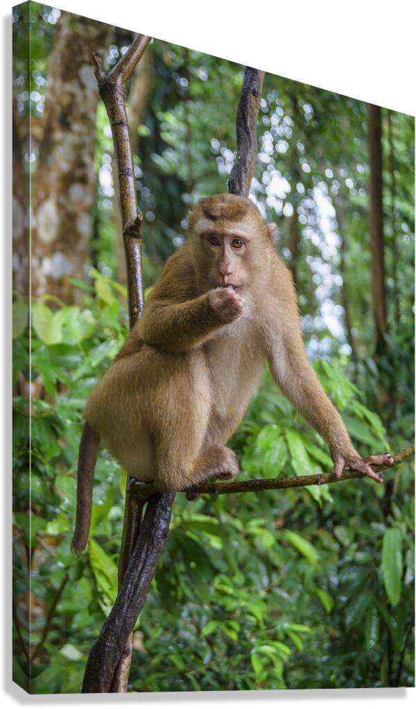 thai monkey 6 Canvas Print