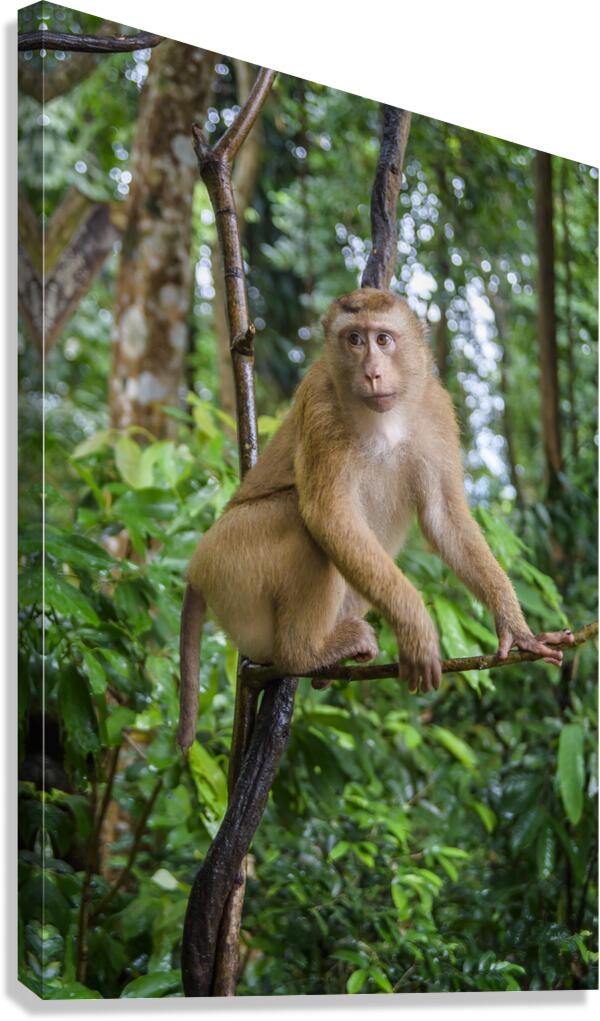 thai monkey 7 Canvas Print