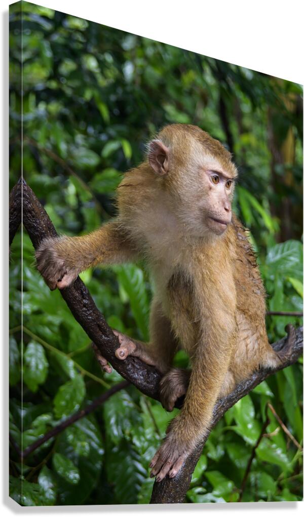 thai monkey 5 Canvas Print