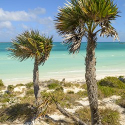 2 palms on Cuban dunes