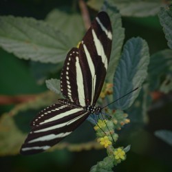 black and white butterfly