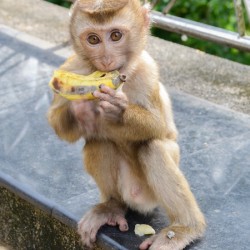 Baby Thai monkey banana