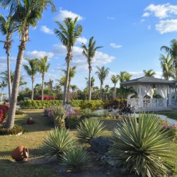 Cuban resort tropical garden