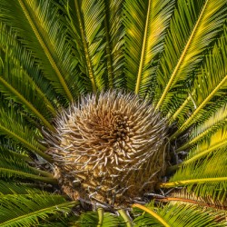 tropical plant center