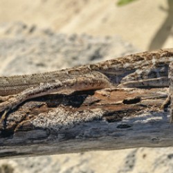 Cuban brown anole on branch