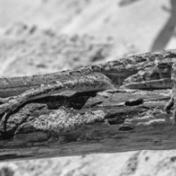 Cuban brown anole in black and white