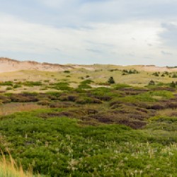 Greenwich dunes and wetlands