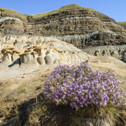 Hoodoos rocks with purple flowers