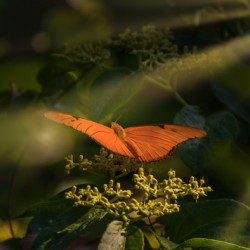 orange butterfly sunrays