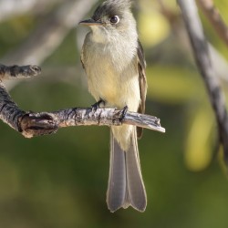 Small cuban bird branch 2