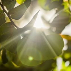 sun rays through leaves