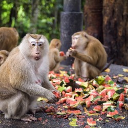 thai monkeys eating watermelon